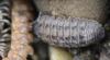 Armadillidium nasatum